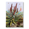 Tea Towel | Cape Aloe and Friends