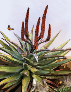 Cape Aloe and Friends