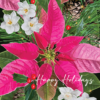 Pretty Pink Poinsettias