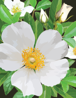 Cherokee Rose Notecard