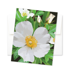Alternative view of Cherokee Rose Notecard