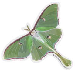Luna Moth