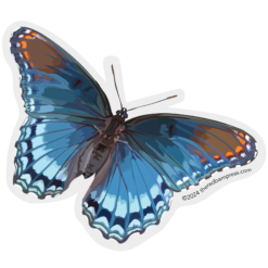 Red Spotted Purple Butterfly