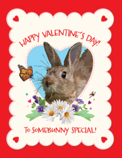 Somebunny Special